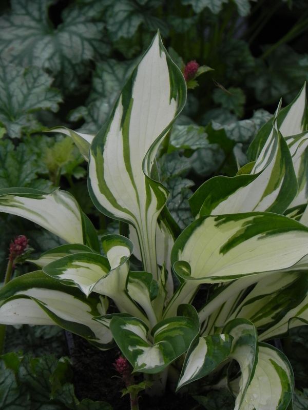 Hosta x hybrida ‘Fire and Ice’