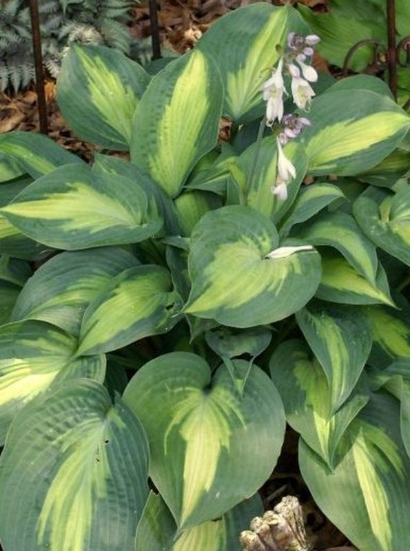 Hosta x hybrida ‘Lakeside Cupcake’
