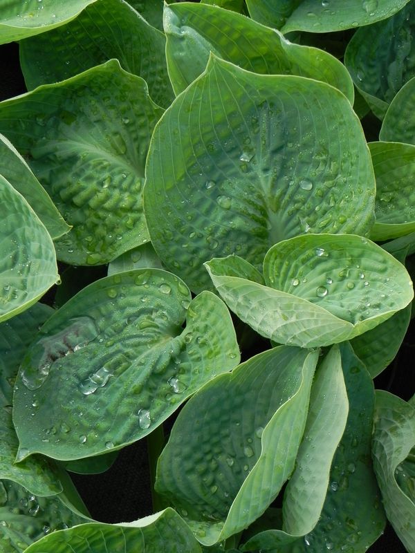 Hosta x hybrida ‘Big Daddy’