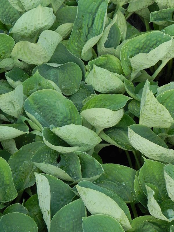 Hosta x hybrida ‘Big Daddy’