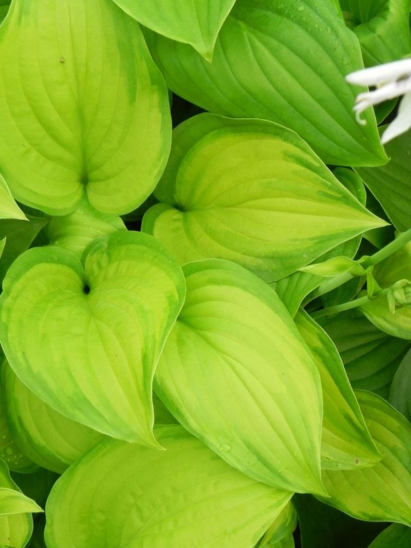 Hosta x hybrida ‘Guacamole’