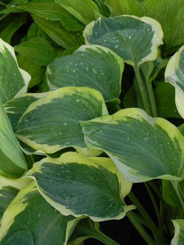 Hosta x hybrida ‘Robert Frost’