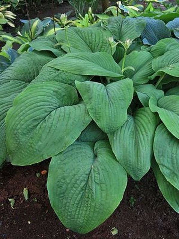 Hosta x hybrida ‘T Rex’
