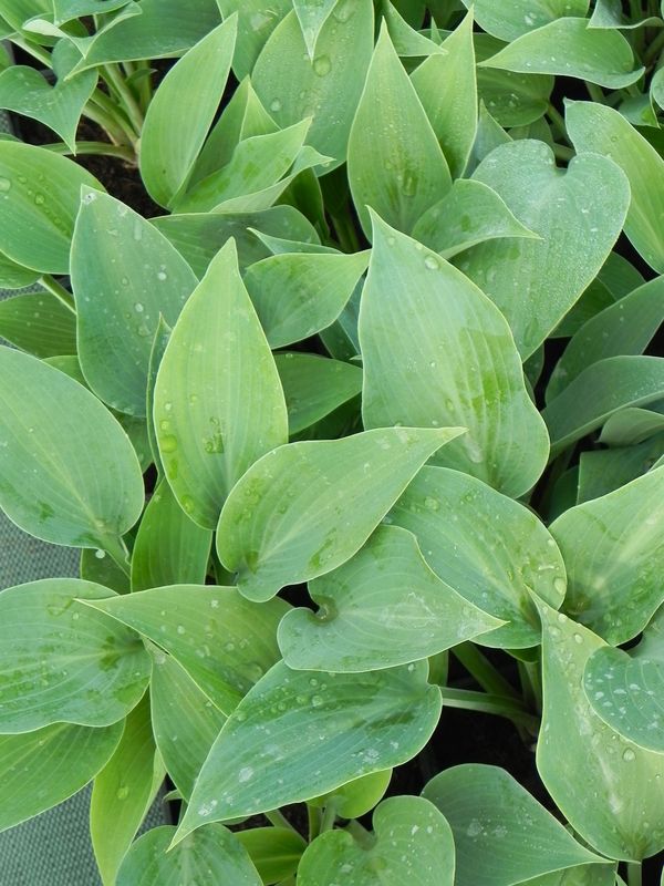 Hosta x hybrida ‘Canadian Blue’