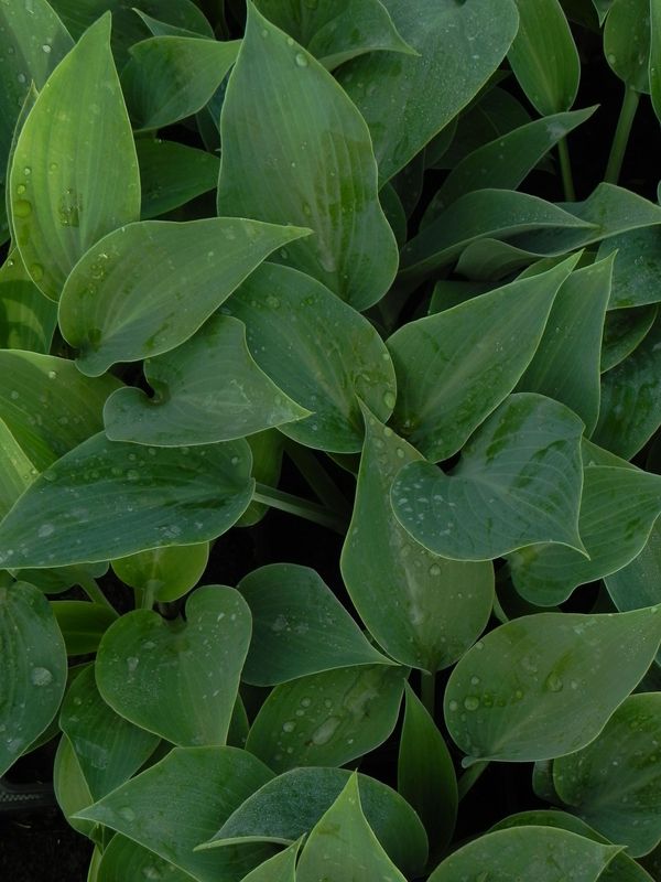 Hosta x hybrida ‘Canadian Blue’