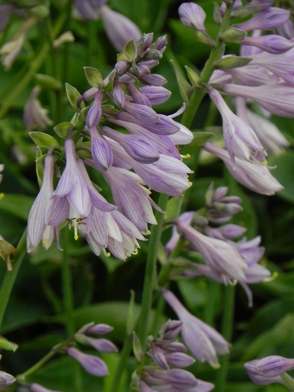Hosta x hybrida ‘Blue Cadet’