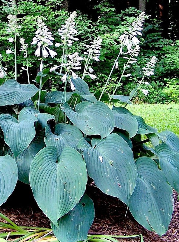 Hosta x hybrida ‘Blue Angel’