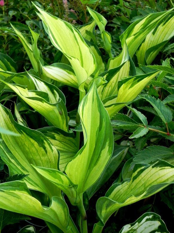 Hosta x hybrida ‘Whirlwind’
