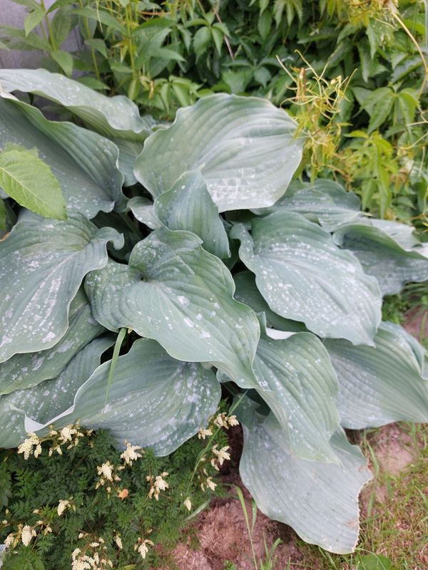 Hosta x hybrida ‘Elegans’