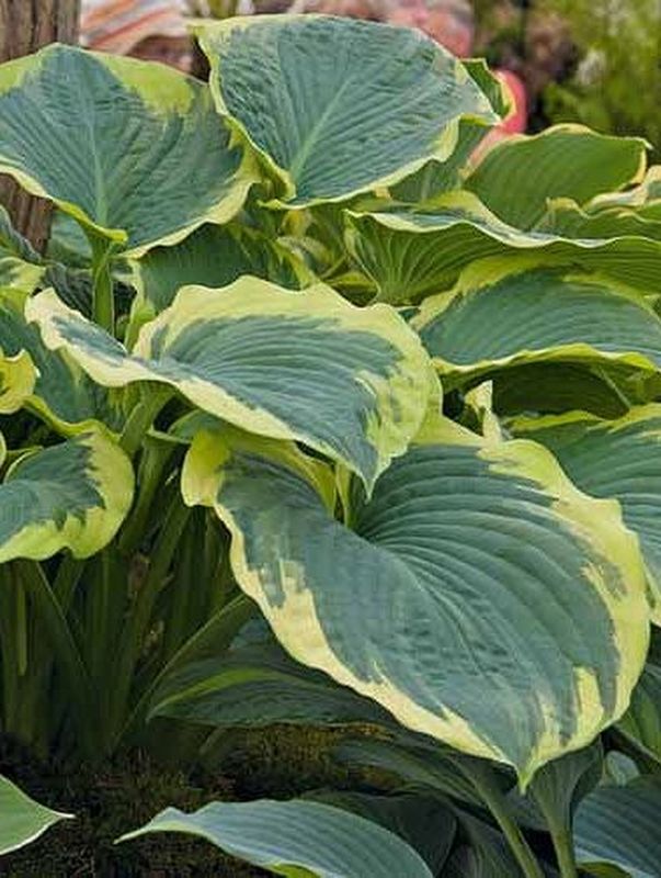 Hosta x hybrida ‘American Halo’