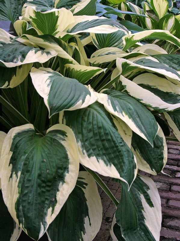 Hosta x hybrida ‘Minuteman’