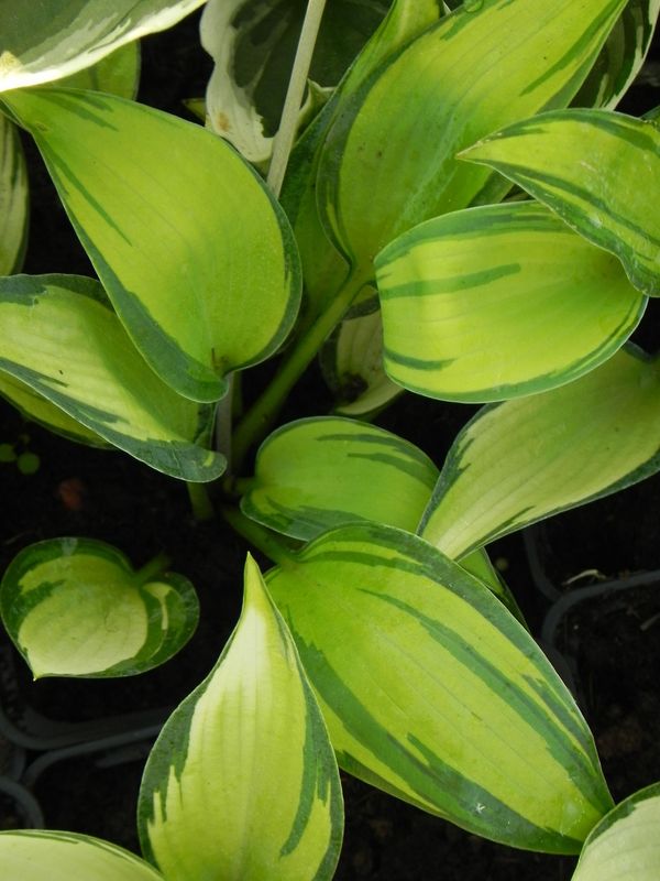 Hosta x hybrida ‘June’