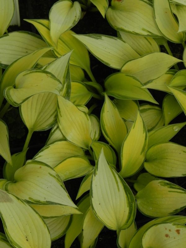 Hosta x hybrida ‘June’