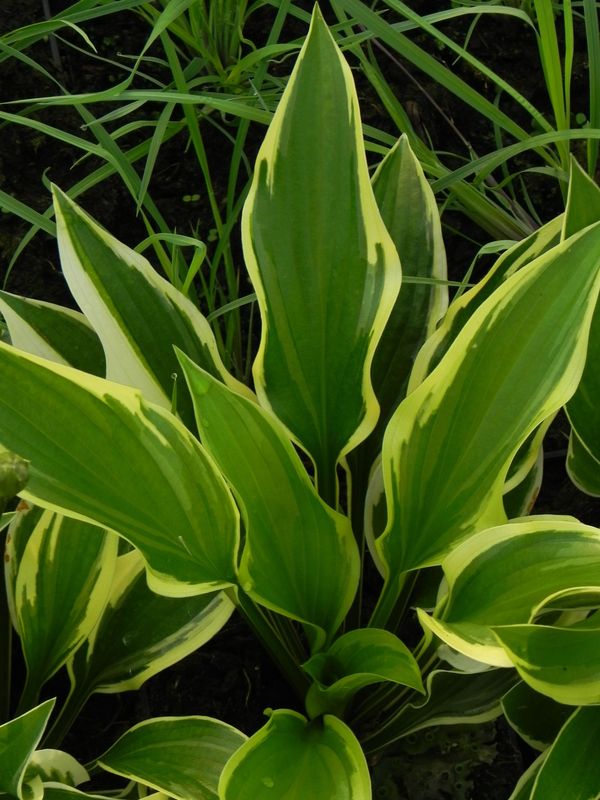 Hosta x hybrida ‘Queen Josephine’