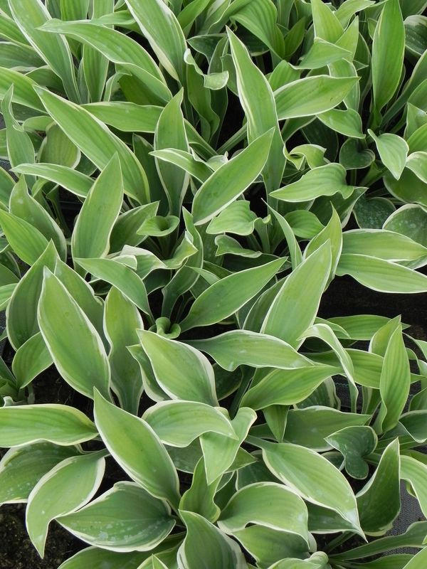 Hosta x hybrida ‘Regal Splendor’
