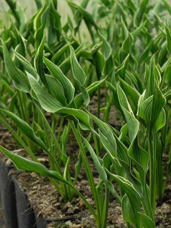 Hosta x hybrida ‘Praying Hands’