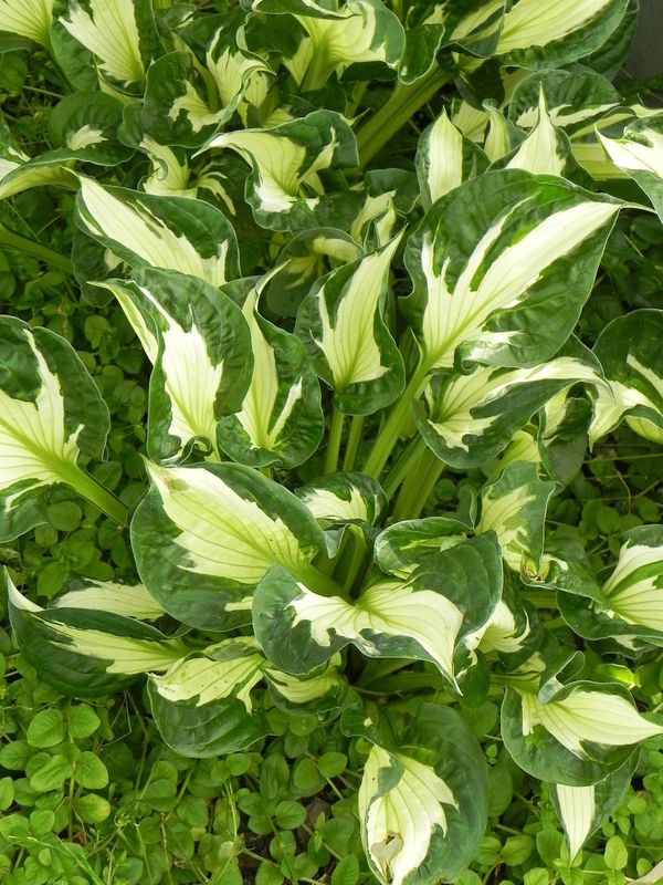 Hosta x hybrida ‘Colored Hulk’