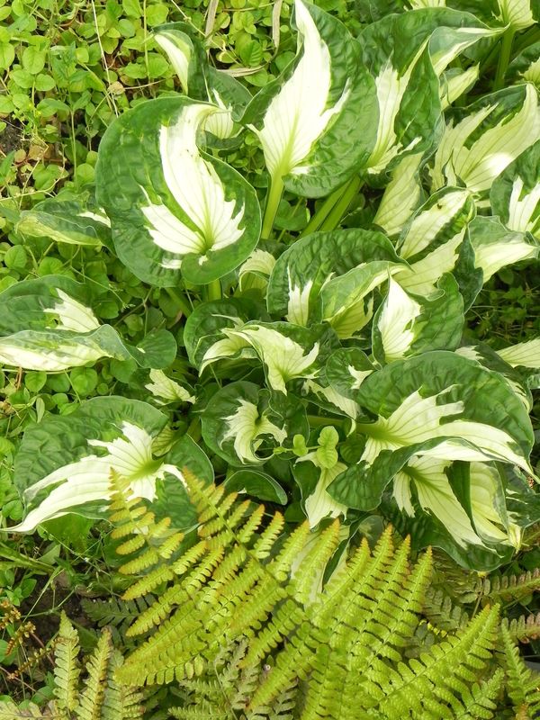 Hosta x hybrida ‘Colored Hulk’