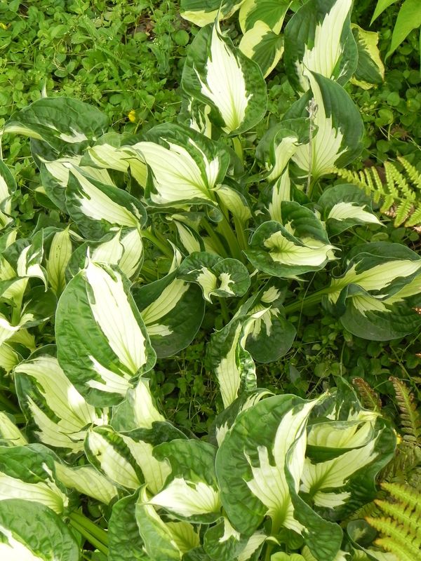 Hosta x hybrida ‘Colored Hulk’