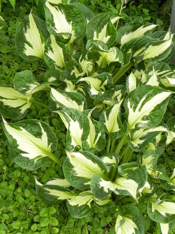 Hosta x hybrida ‘Colored Hulk’