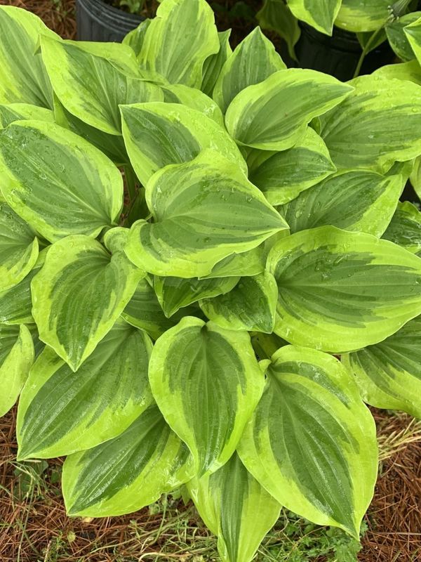 Hosta x hybrida ‘Golden Tiara’