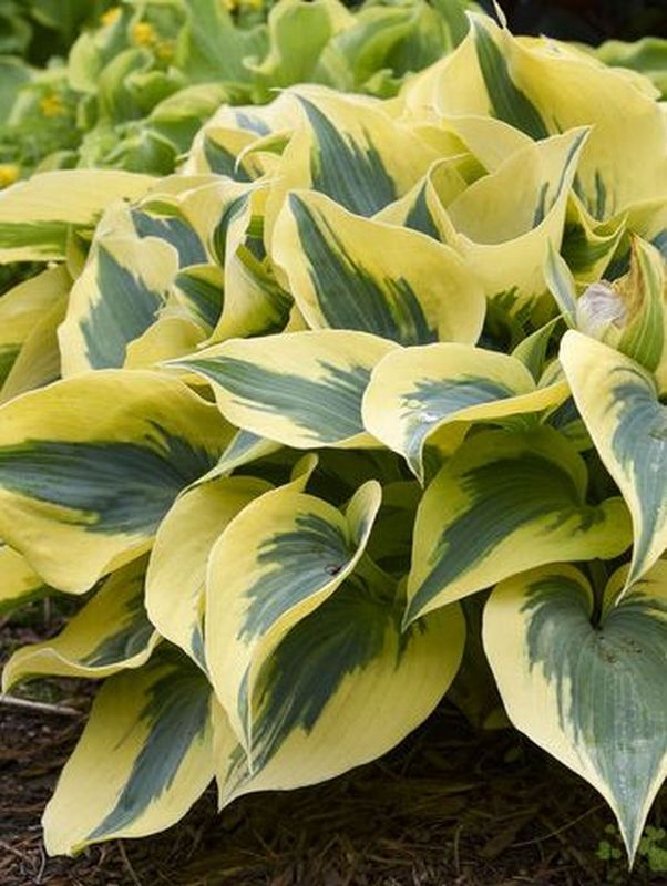 Hosta x hybrida ‘Autumn Frost’