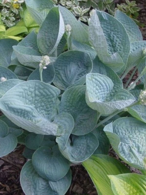 Hosta x hybrida ‘Love Pat’