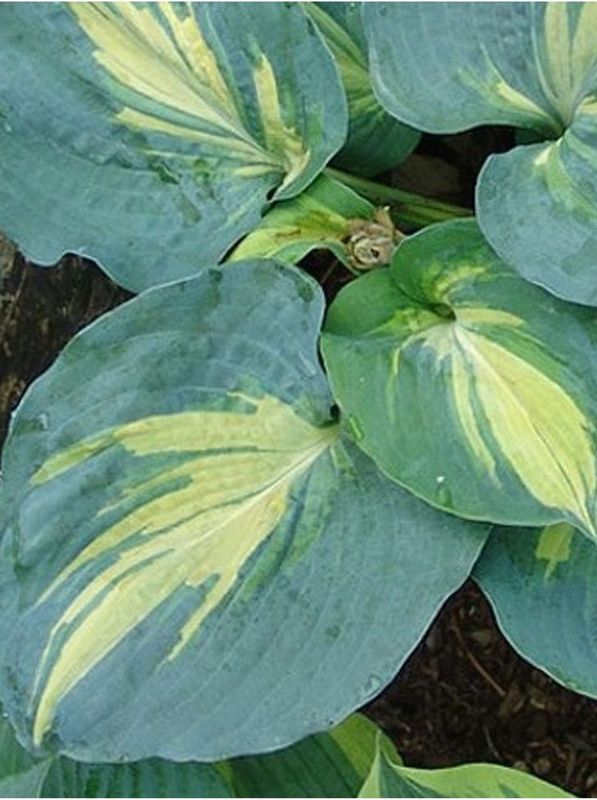 Hosta x hybrida ‘Dream Queen’