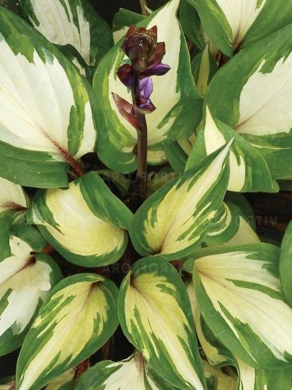 Hosta x hybrida ‘Raspberry Sundae’