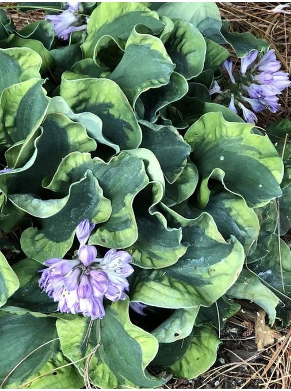 Hosta x hybrida ‘School Mouse’