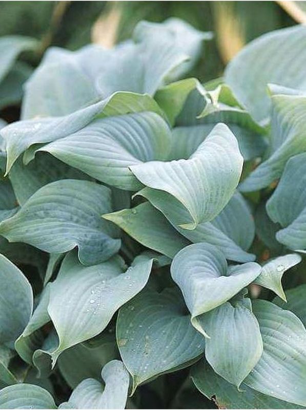 Hosta x hybrida ‘Fragrant Blue’
