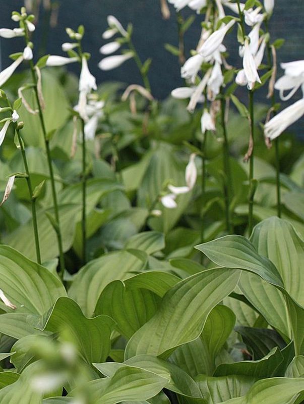 Hosta plantaginea ‘Royal Standard’