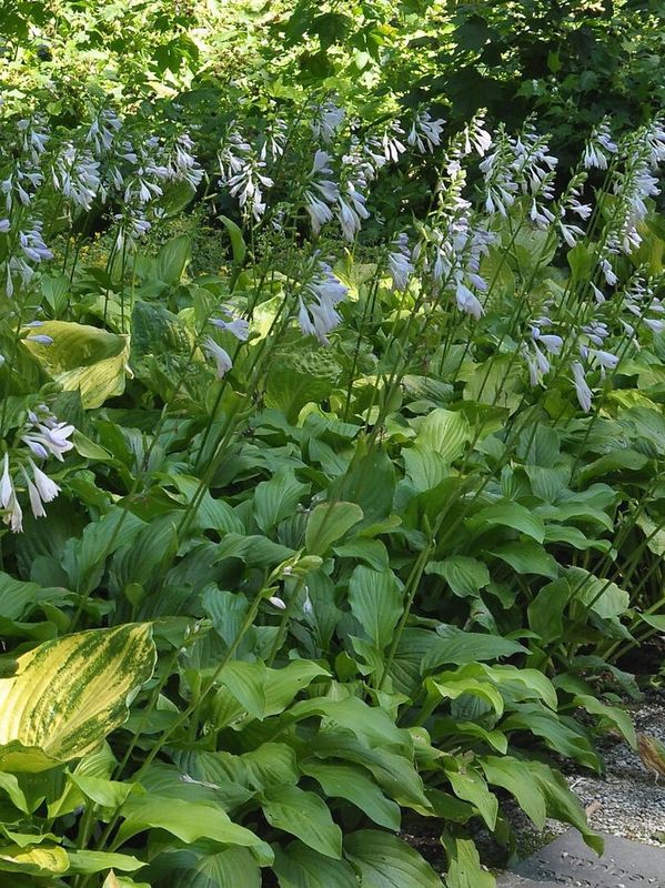 Hosta plantaginea ‘Honeybells’