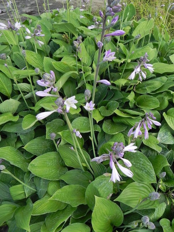 Hosta sieboldiana