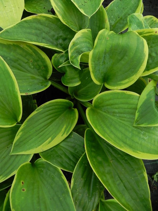 Hosta sieboldiana ‘Frances Williams’