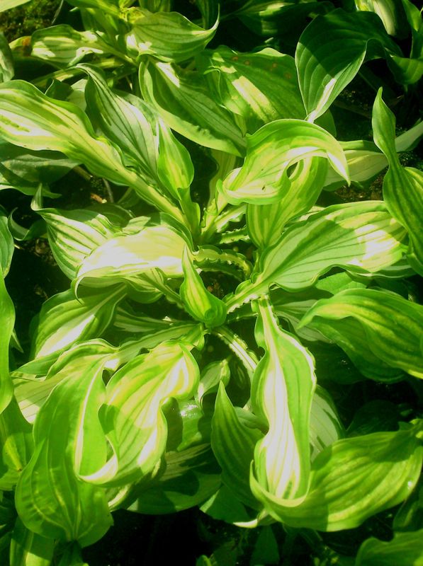 Hosta undulata ‘Mediovariegata’