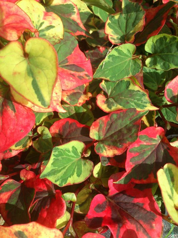 Houttuynia cordata ‘Chameleon’