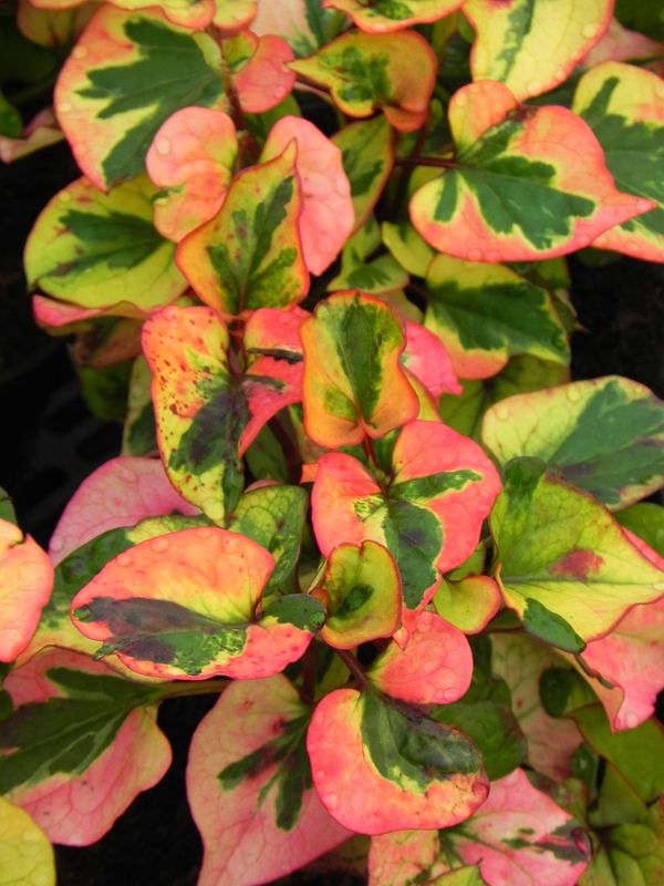 Houttuynia cordata ‘Pied Piper’