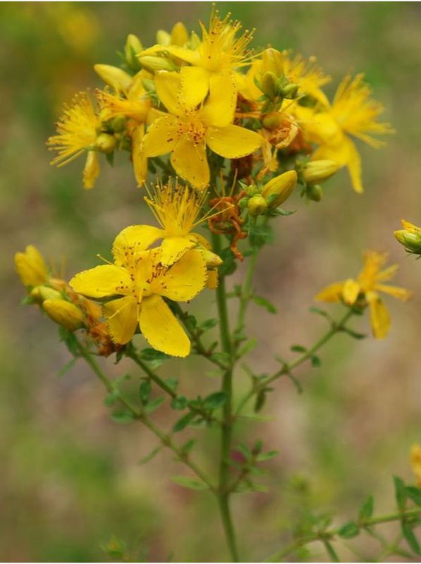 Hypericum perforatum ‘Topaz’