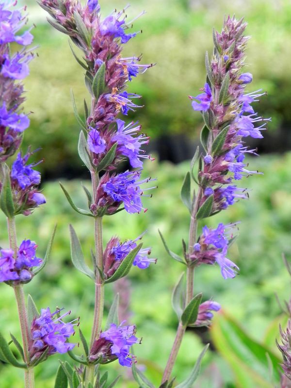 Hyssopus officinalis