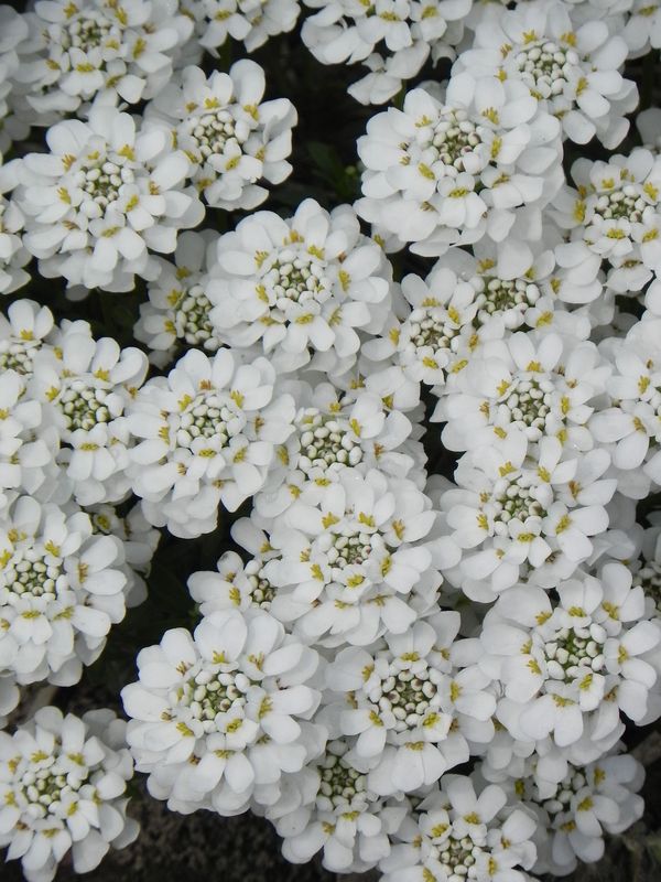 Iberis sempervirens ‘Appen Etz’