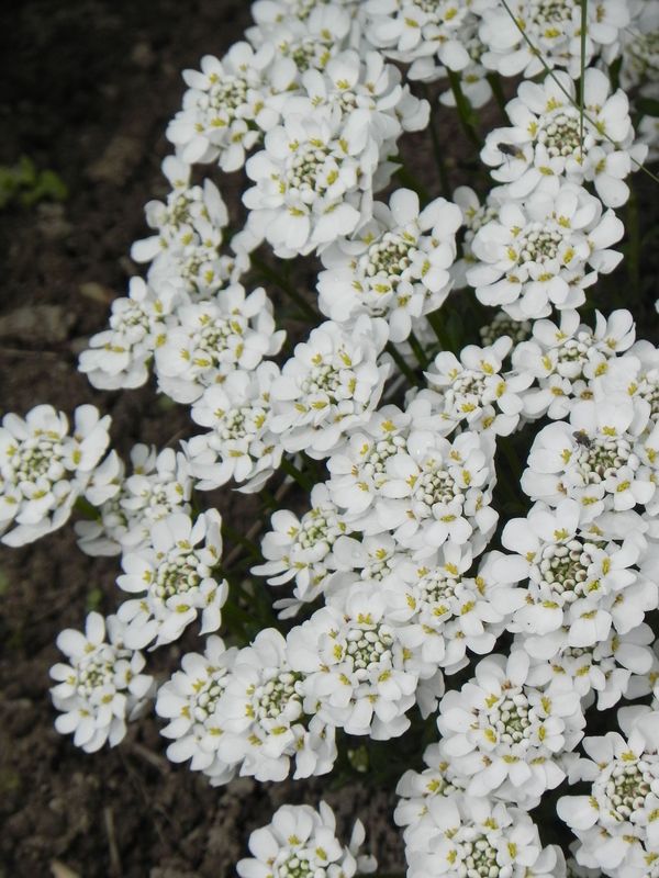 Iberis sempervirens ‘Zwerg Schneeflocke’