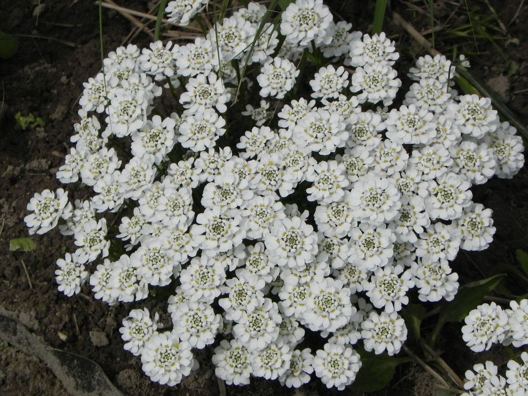 Iberis sempervirens ‘Zwerg Schneeflocke’