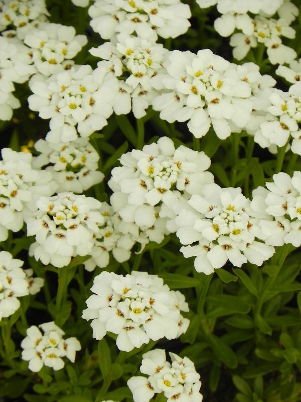 Iberis sempervirens ‘Snowflake’