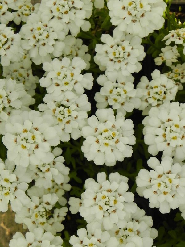 Iberis sempervirens ‘Snowflake’