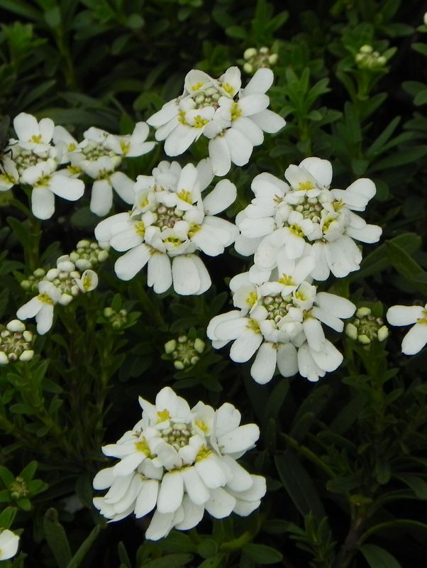 Iberis sempervirens ‘Snowflake’