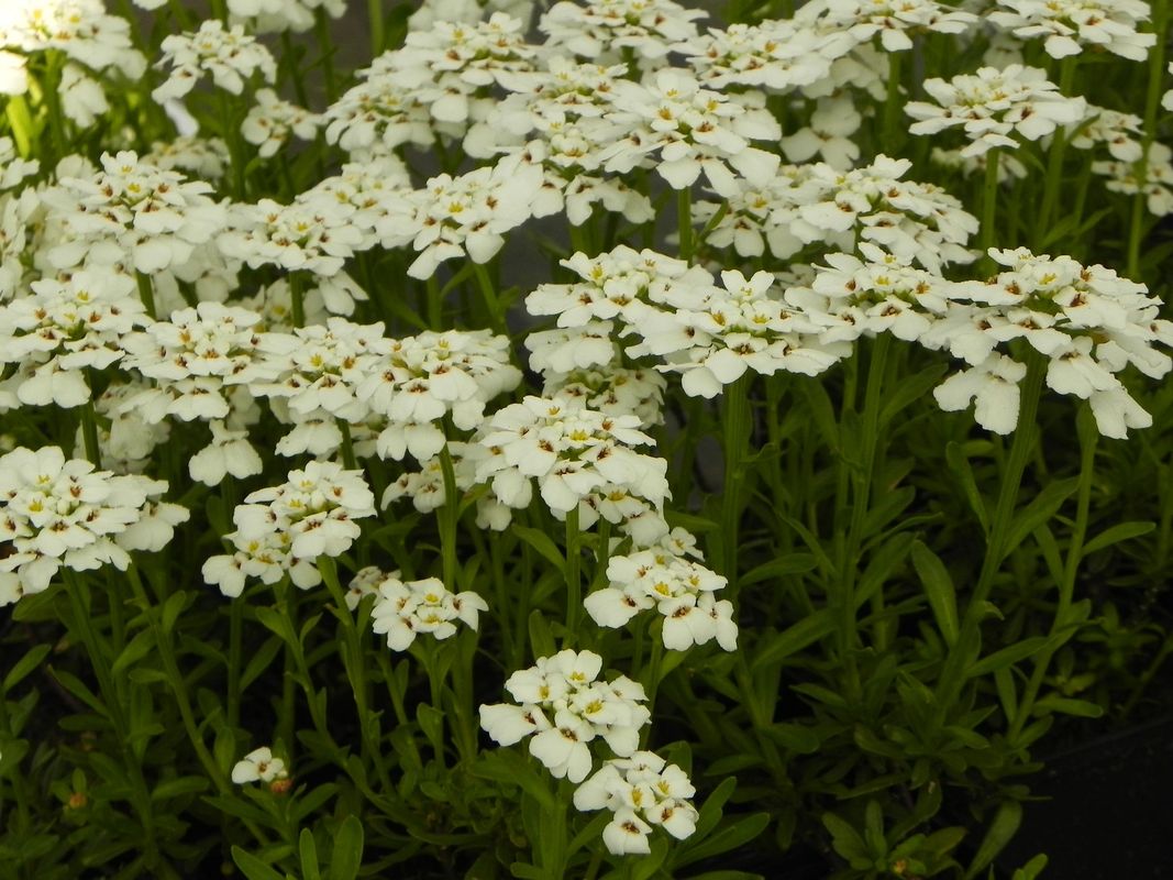 Iberis sempervirens ‘Snowflake’