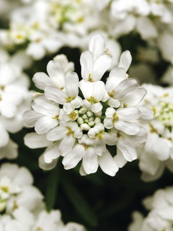 Iberis sempervirens ‘Whiteout’