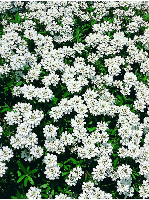 Iberis sempervirens ‘Fischbeck’