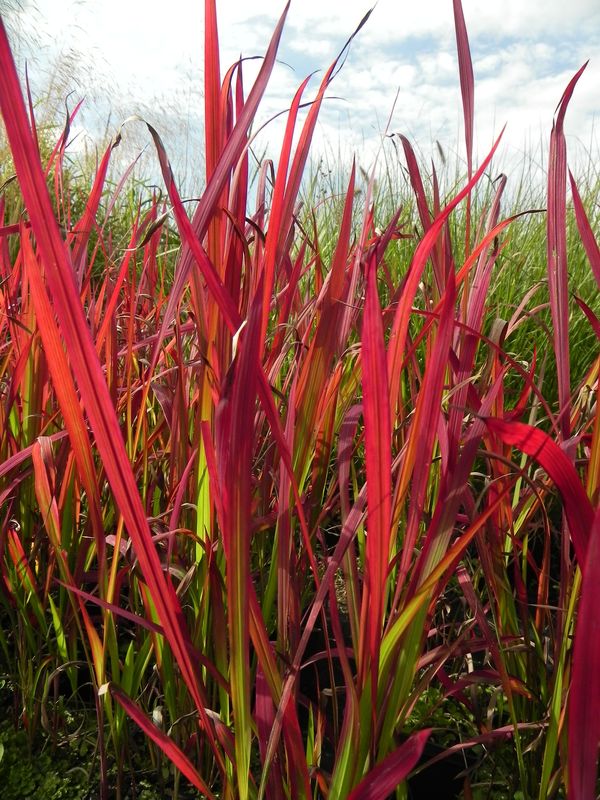 Imperata cylindrica ‘Red Baron’